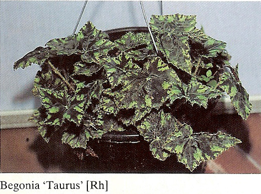 B. ‘Taurus’